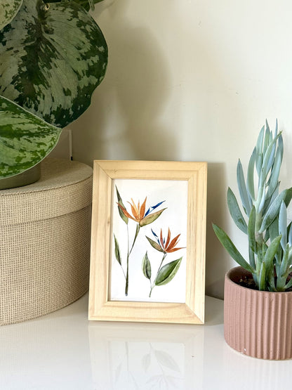 Bird of Paradise