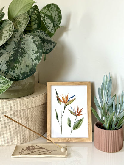 Bird of Paradise