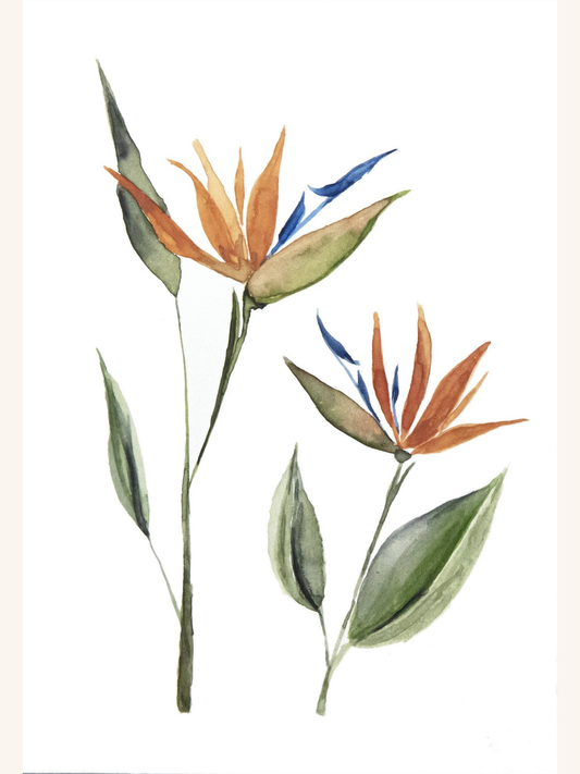 Bird of Paradise