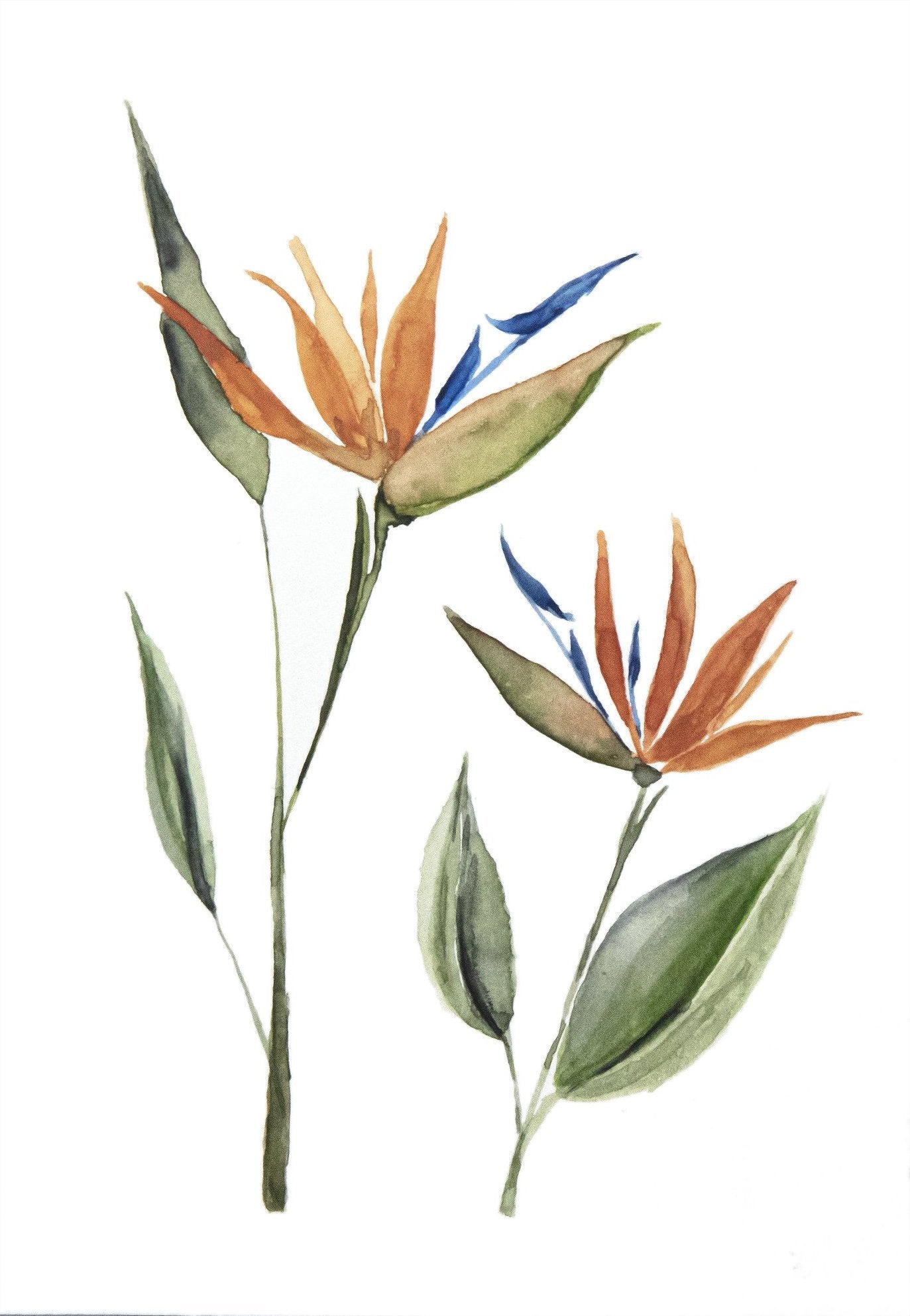 Bird of Paradise