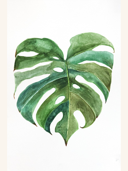 Monstera Leaves