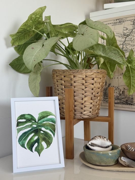 Monstera Leaves