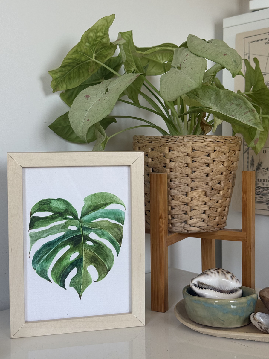 Monstera Leaves