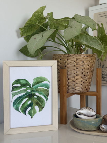 Monstera Leaves