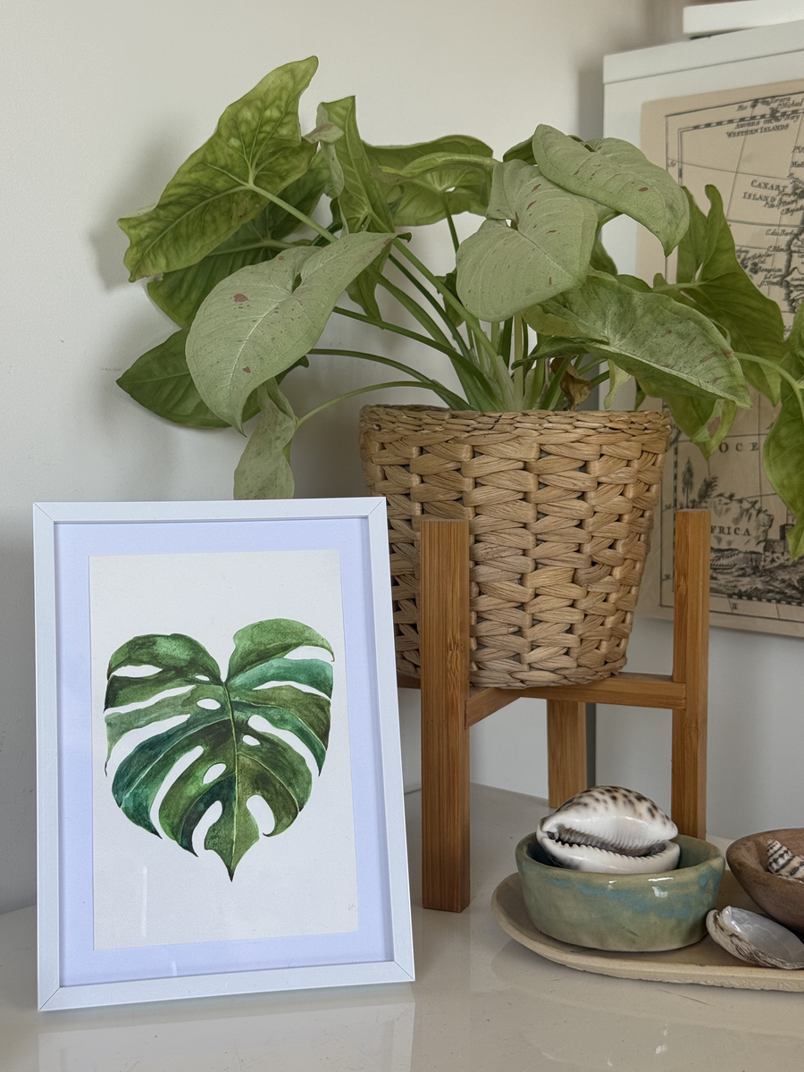 Monstera Leaves