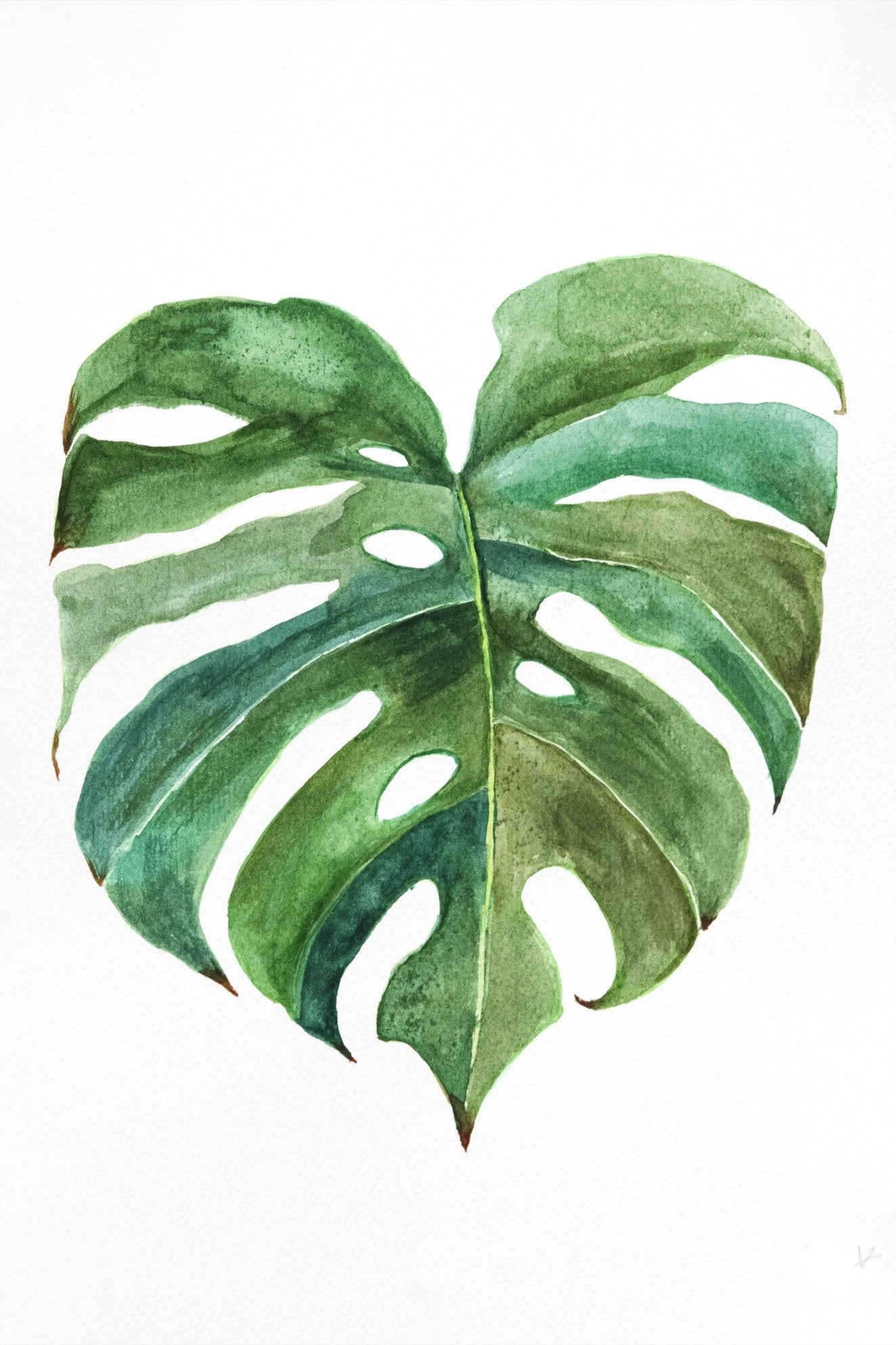 Monstera Leaves