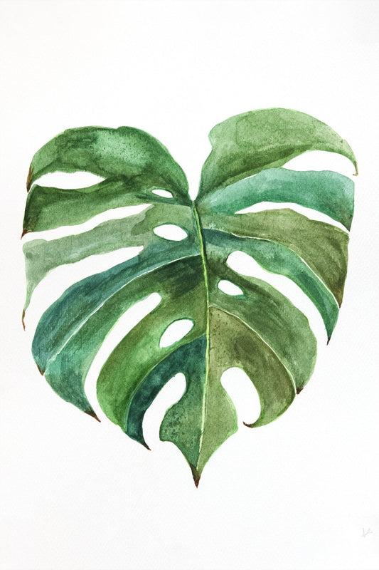 Monstera Leaves