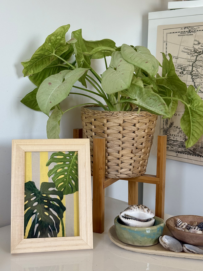 Monstera