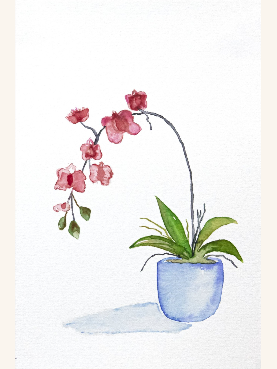 Orchid