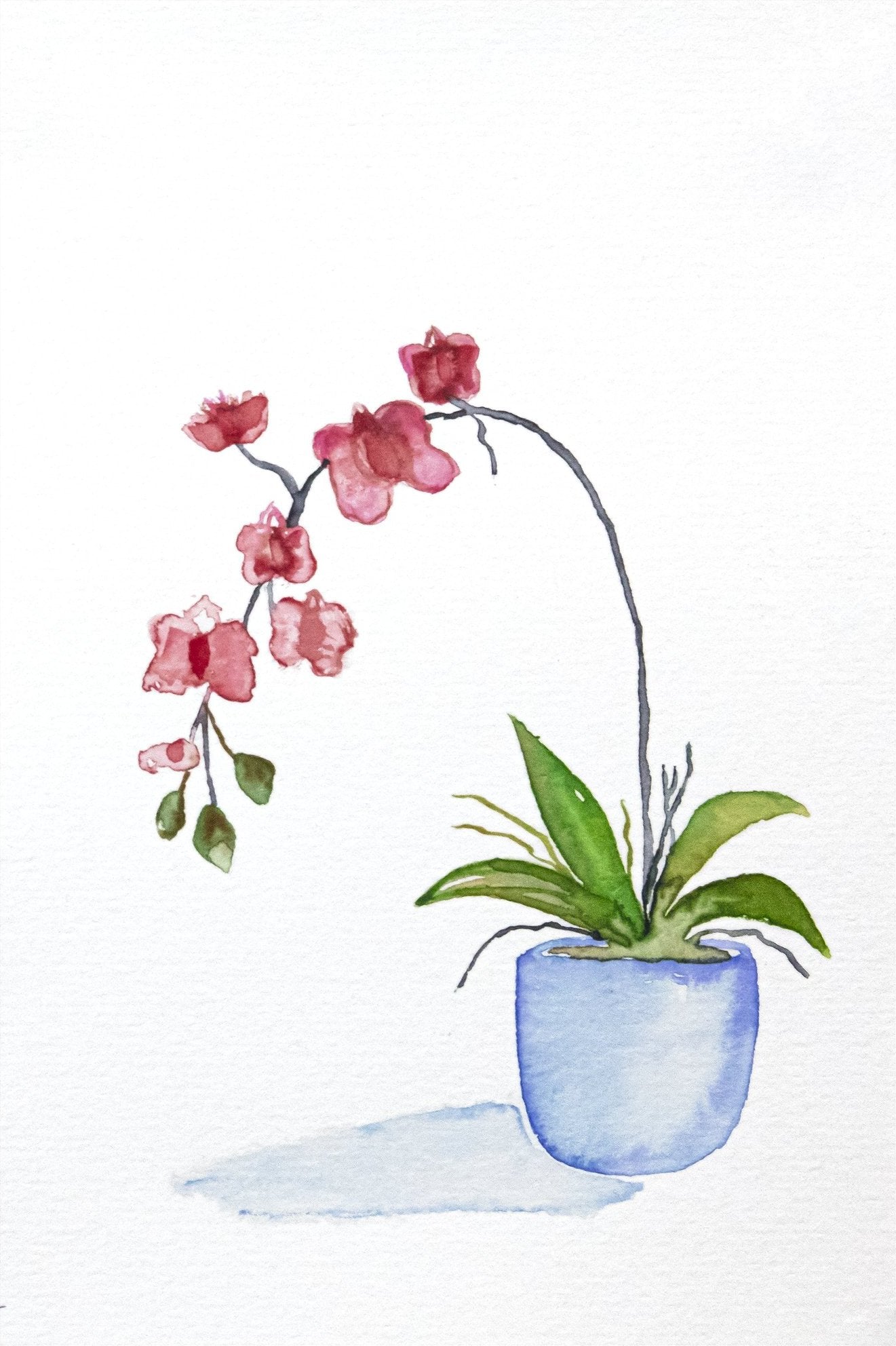 Orchid