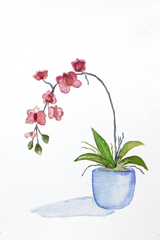 Orchid
